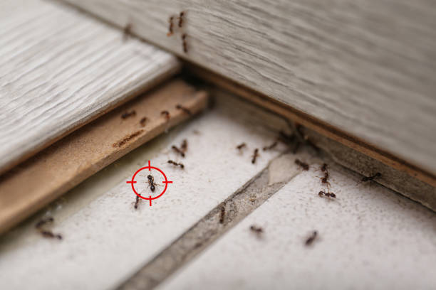 Best Affordable Pest Control Services  in West Columbia, TX