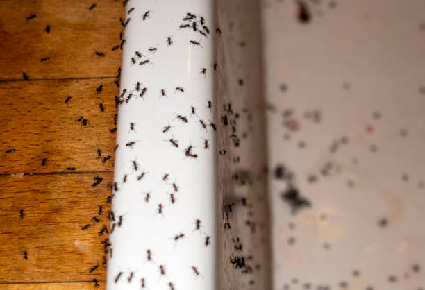 Best Pest Control Near Me in West Columbia, TX