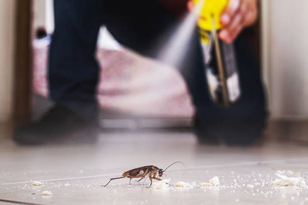 Wasp Removal Services in West Columbia, TX