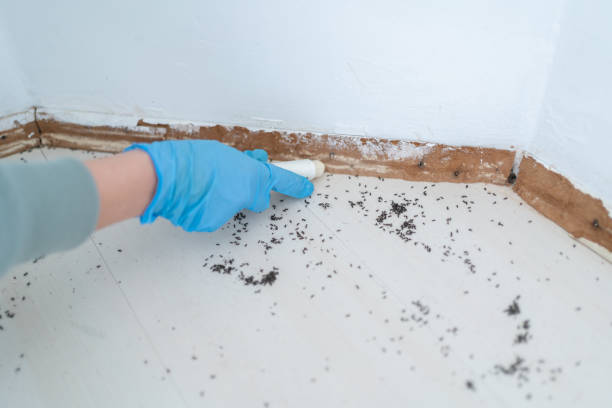 Best Flea Control Services  in West Columbia, TX