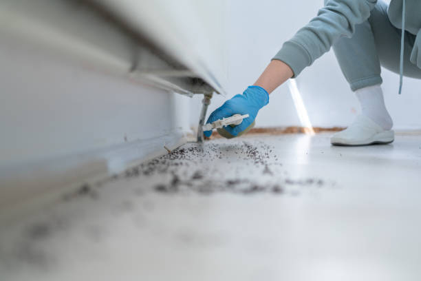 Best Local Pest Control Services  in West Columbia, TX